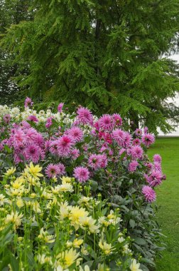 Göl kenarındaki çiçekler.