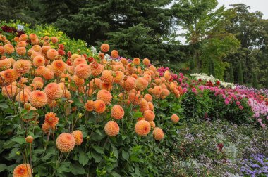 Göl kenarındaki çiçekler.