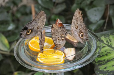 Göl kenarındaki çiçekler.