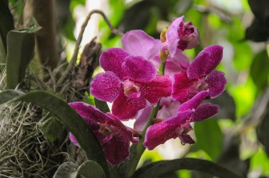 Göl kenarındaki çiçekler.