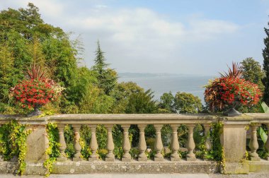 Göl kenarındaki çiçekler.