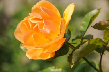 Göl kenarındaki çiçekler.