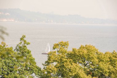 Göl kenarındaki çiçekler.