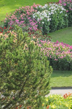 Göl kenarındaki çiçekler.