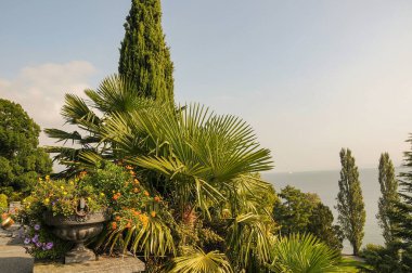 Göl kenarındaki çiçekler.