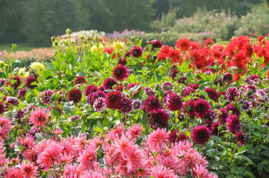 Göl kenarındaki çiçekler.