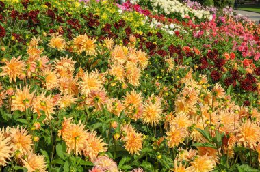 Göl kenarındaki çiçekler.