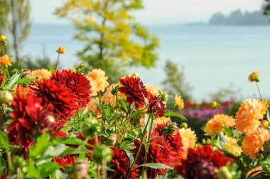 flowers at lake constance clipart