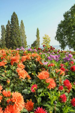 Göl kenarındaki çiçekler.