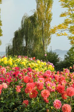 Göl kenarındaki çiçekler.