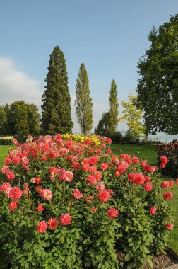 Göl kenarındaki çiçekler.