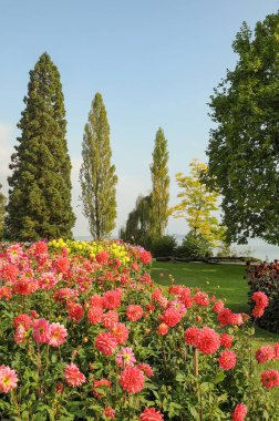 Göl kenarındaki çiçekler.