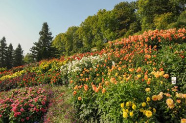 Göl kenarındaki çiçekler.