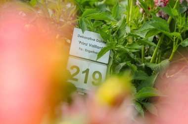 Göl kenarındaki çiçekler.