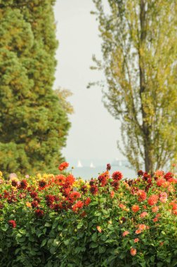 Göl kenarındaki çiçekler.