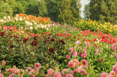 Göl kenarındaki çiçekler.
