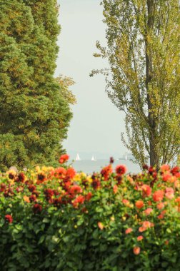 Göl kenarındaki çiçekler.
