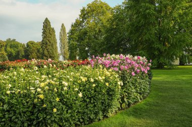 Göl kenarındaki çiçekler.