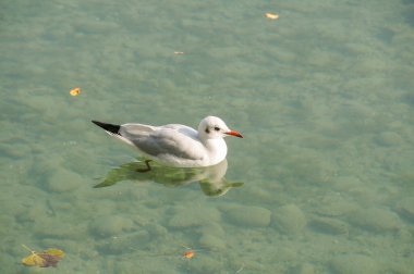 Göl kenarındaki çiçekler.
