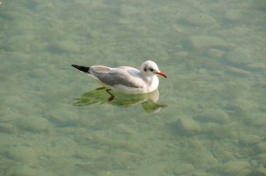 Göl kenarındaki çiçekler.