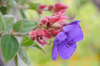 Göl kenarındaki çiçekler.