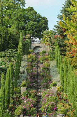 Göl kenarındaki çiçekler.