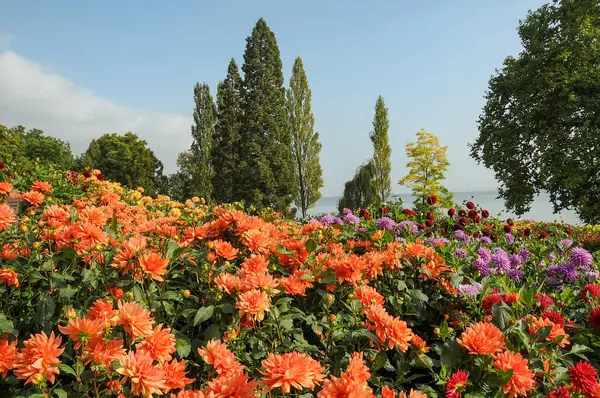 Göl kenarındaki çiçekler.