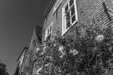 Kuzey Denizi 'ndeki Krummhoern ve Selamlar