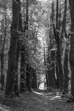 Kuzey Denizi 'ndeki Krummhoern ve Selamlar