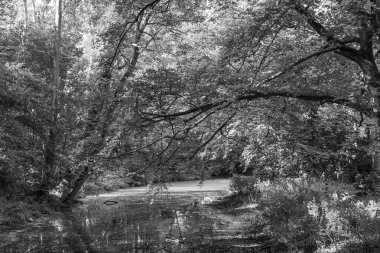 Kuzey Denizi 'ndeki Krummhoern ve Selamlar