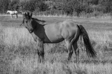 Alman Kuzey Sahili 'nde yaz mevsimi