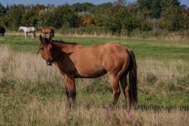 Kuzey Denizi, Almanya 'da Norddeich