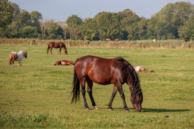 Kuzey Denizi, Almanya 'da Norddeich
