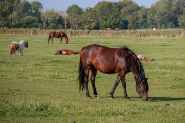 Kuzey Denizi, Almanya 'da Norddeich