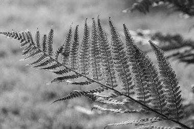Weseke köyünde sonbahar mevsimi