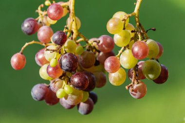 Alman Doğu Frizya 'sındaki küçük köyler