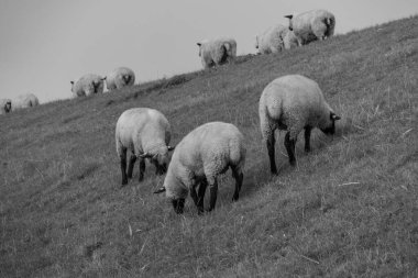 Alman Doğu Frizya 'sındaki küçük köyler