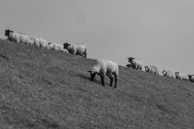 Alman Doğu Frizya 'sındaki küçük köyler