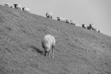 Alman Doğu Frizya 'sındaki küçük köyler
