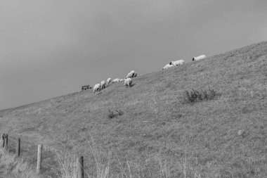 Alman Doğu Frizya 'sındaki küçük köyler