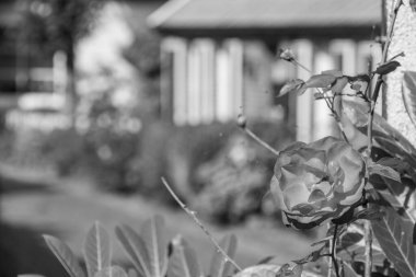 Alman Doğu Frizya 'sındaki küçük köyler