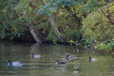 Hamburg şehri Alster nehrinin kıyısında.