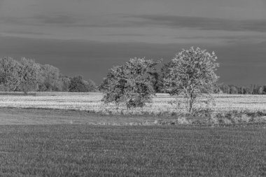 Alman Muensterland 'inde sonbahar zamanı