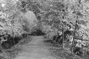 Alman Muensterland 'inde sonbahar zamanı