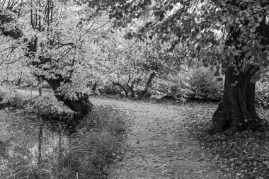 Alman Muensterland 'inde sonbahar zamanı