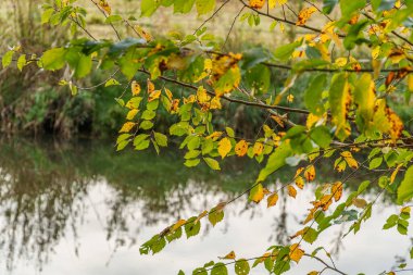 Alman Muensterland 'inde sonbahar zamanı