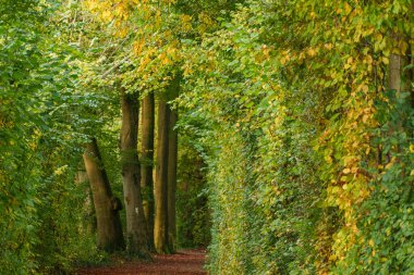 Alman Muensterland 'inde sonbahar zamanı