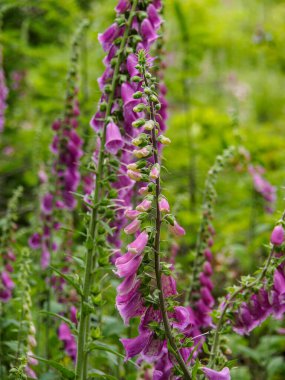 Reken Westphalia 'da yürüyüş