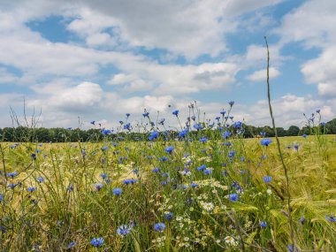 Westphalia Reken yakınlarındaki doğa