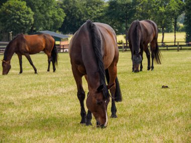 Westphalia Reken yakınlarındaki doğa
